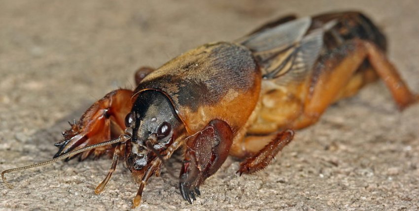 Капустянка