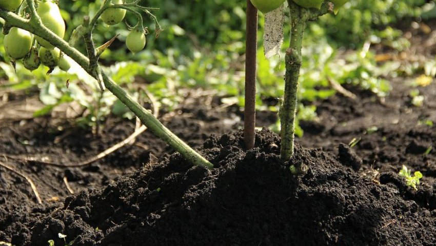 Підгортання помідорів Підгортання помідорів