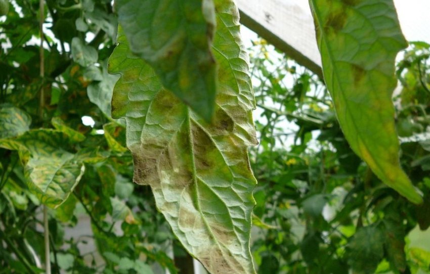 Кладоспориоз