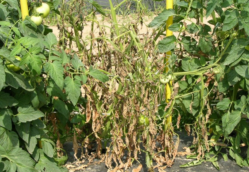 Фуразионное в'янення