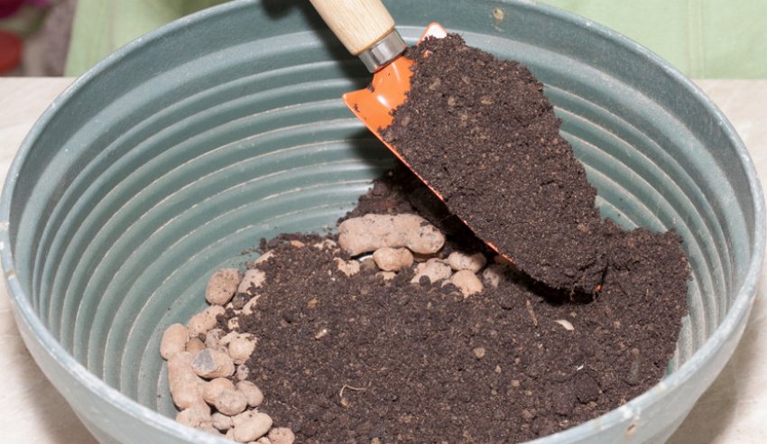 Субстрат для пеллионии