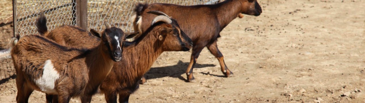 Карликовые козы: особенности ухода