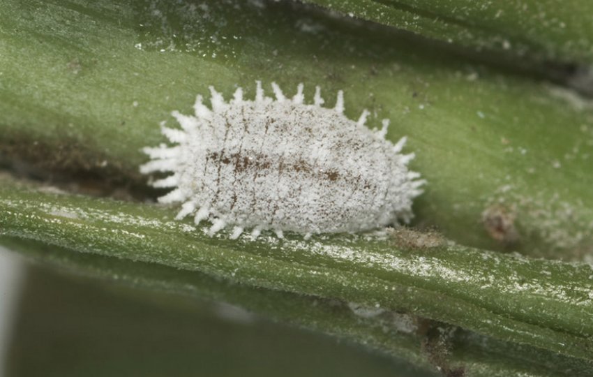 Борошнистий червець