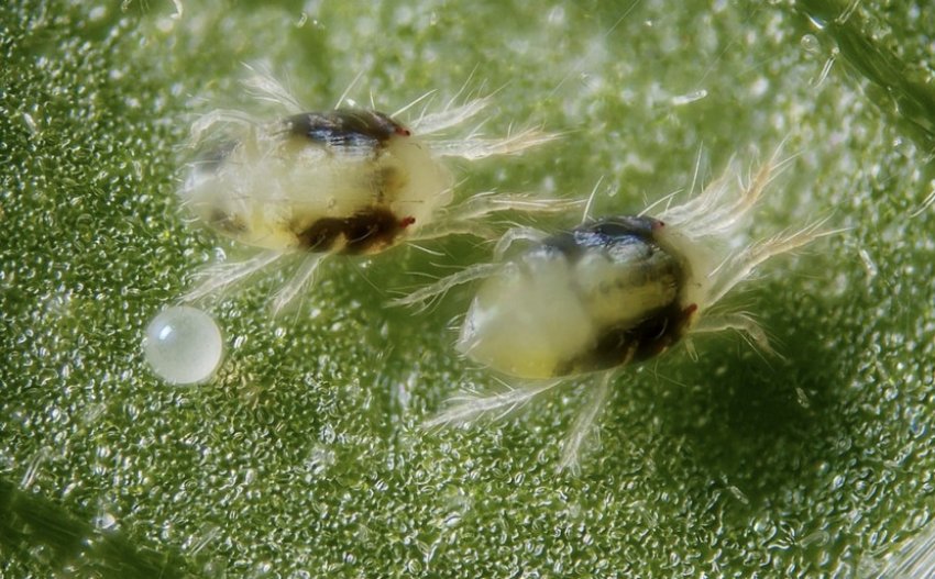 Павутинний кліщ