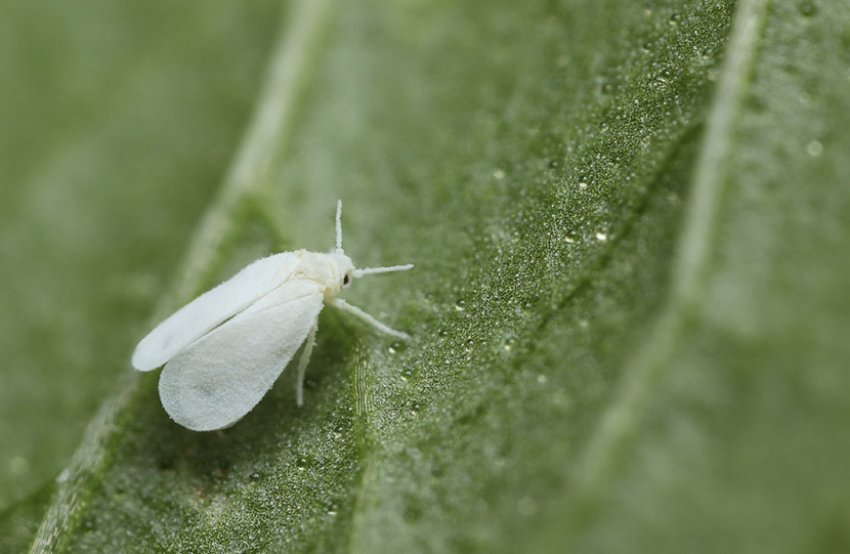 Білокрилка