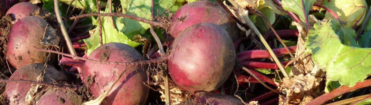 Буряка Пабло F1: особливості вирощування та догляду