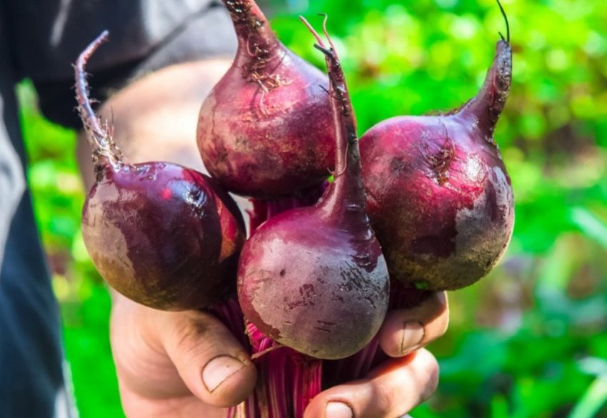 Буряк сорту Пабло