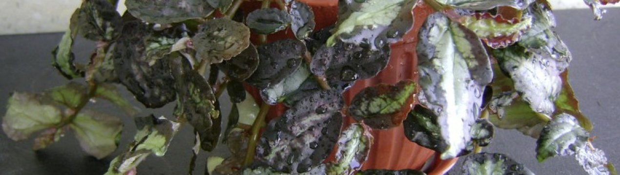 Вирощування пеллионии в домашніх умовах