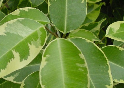 Що робити, якщо у фікуса чорніє листя