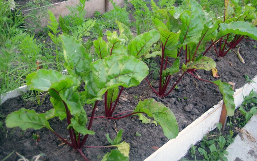 Вибір місця