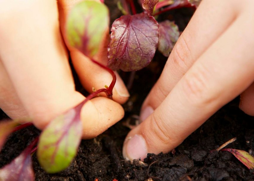 Проріджування