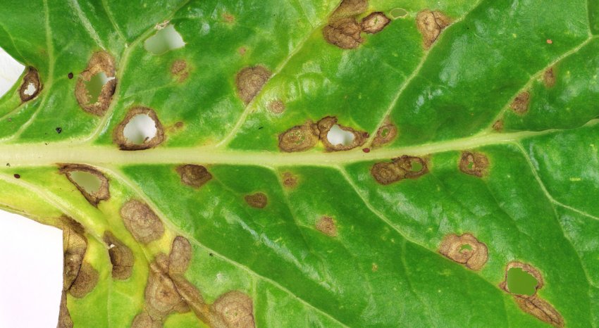 Рамуляриоз