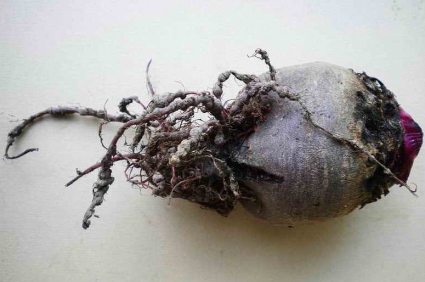 Біла бурякова нематода