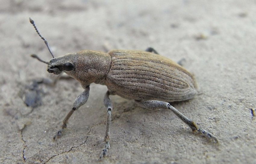 Довгоносик