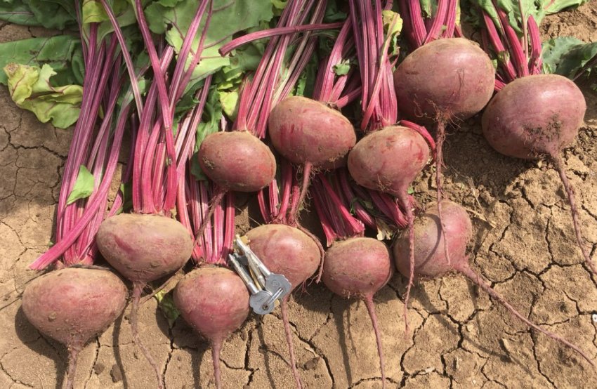 Буряк сорту Пабло