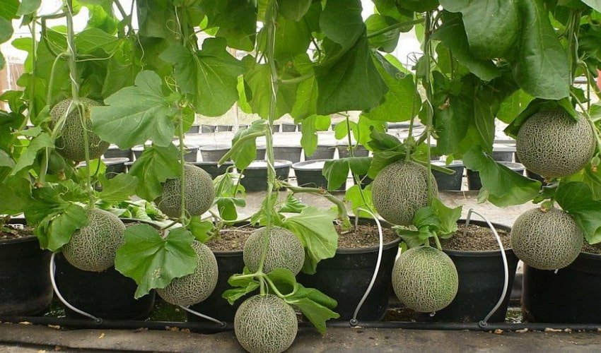 Формування дині