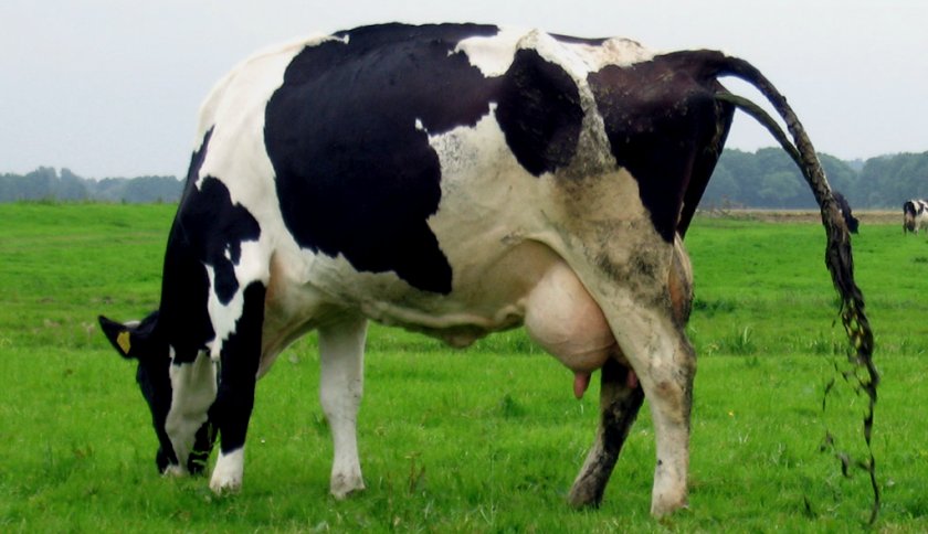 Лечение поноса у коров народными средствами thumbnail