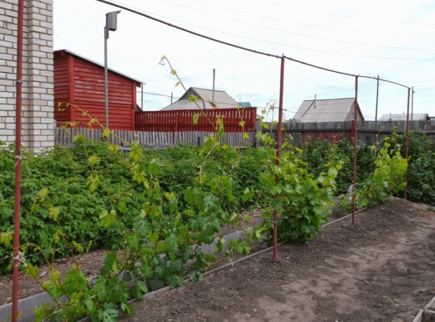 Шпалери для винограду