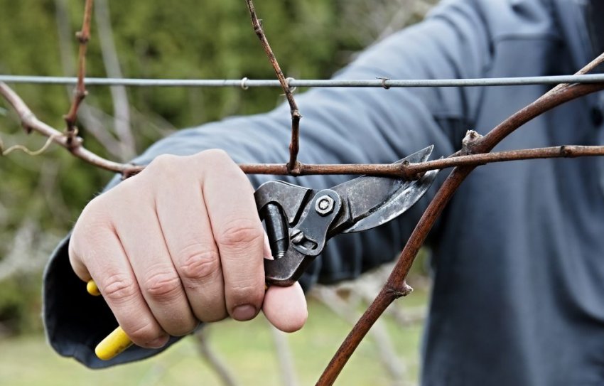 Обрізка винограду