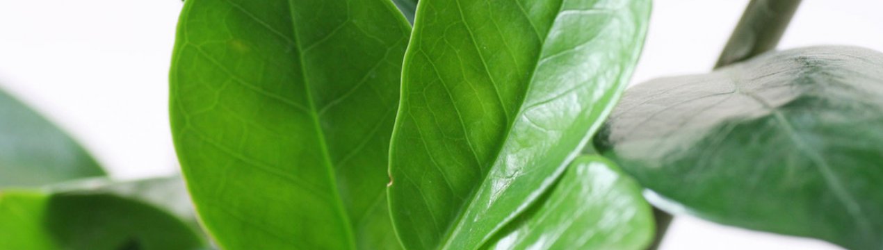 Як садити заміокулькас і доглядати за ним