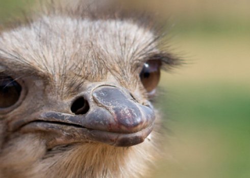 Розведення страусів як бізнес: рентабельність, складання бізнес-плану