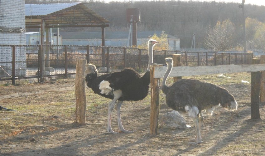 Разведение страусов