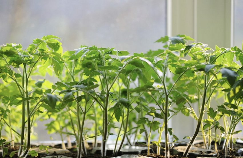 Розсада томатів