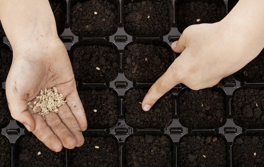 Посів томатів