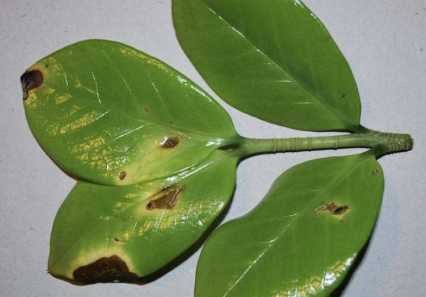 Фітофтороз