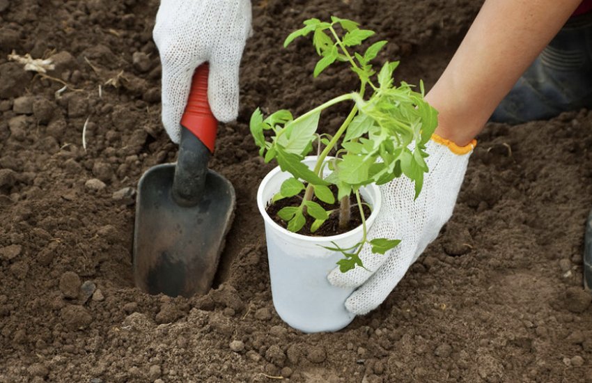 Висадка розсади томатів