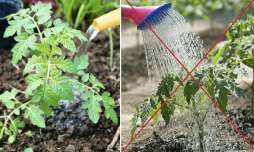 Полив томатів