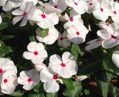 Катарантус ампельний: догляд в домашніх умовах і на відкритому грунті