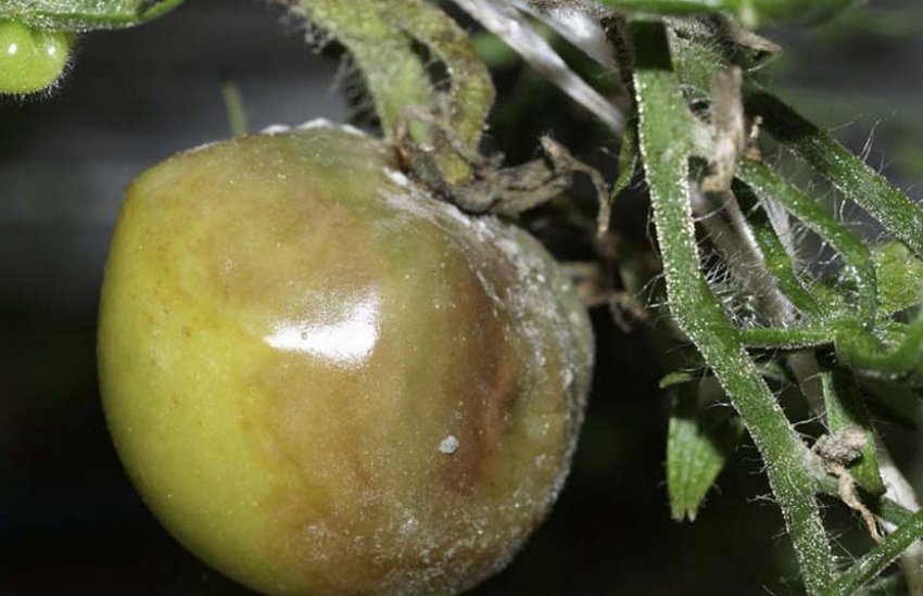 Біла гнилизна