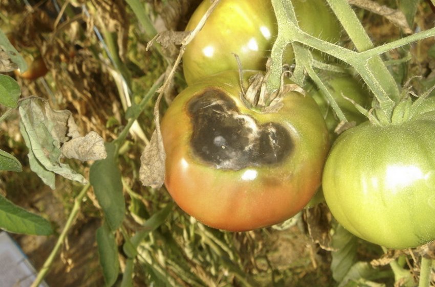 Альтернаріоз