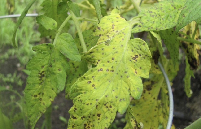 Бактеріальна плямистість