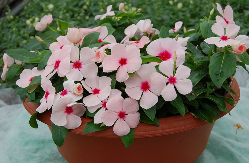 сорт Медитерранеан