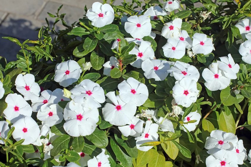 Катарантус ампельний