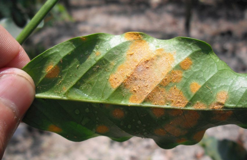 Коричнева іржа