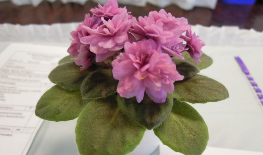 Allegro Paisley Pony Allegro Paisley Pony