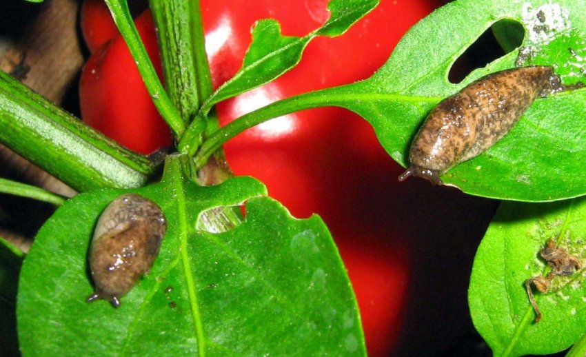 Слимаки на перці Слимаки на перці