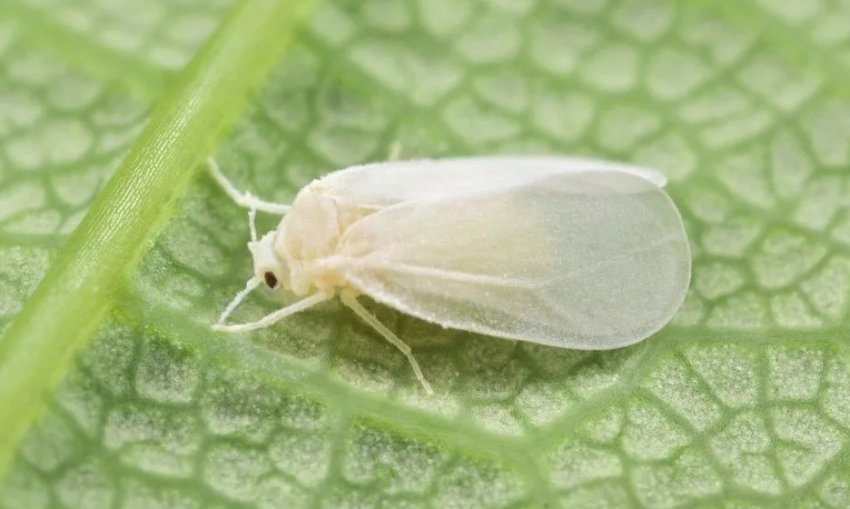 Білокрилка Білокрилка