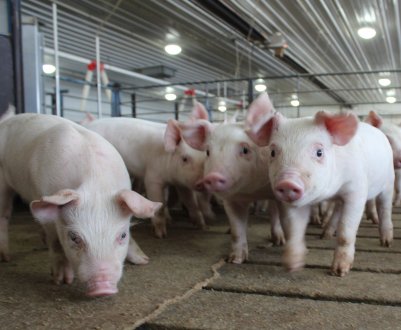 В Калінінградську область чума проникла