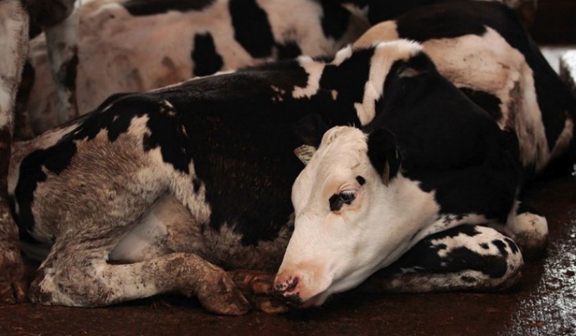 Понос у коровы лечение в домашних условиях thumbnail
