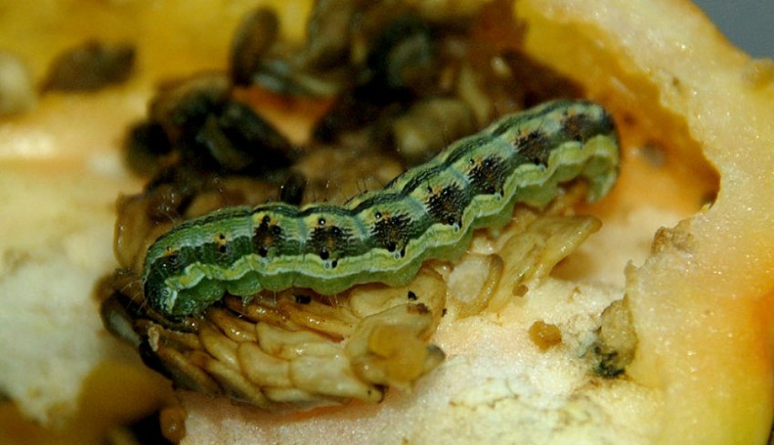 Совка Совка