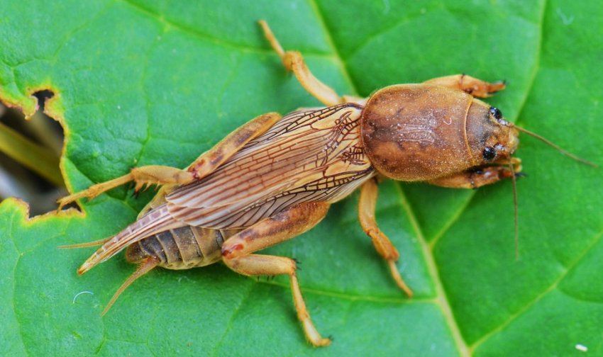 Капустянка Капустянка