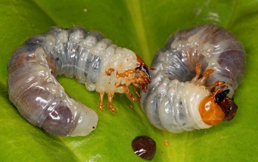 Личинка хруща Личинка хруща