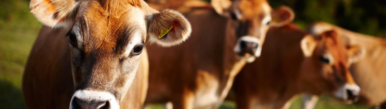 У Дагестані відкриють банкетний зал для корів