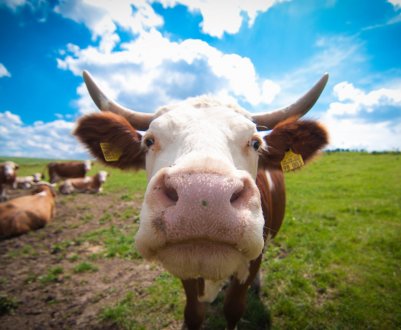По Вологодської області їздять волонтери-Айболіти