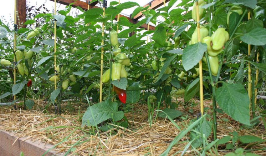Перець у теплиці Перець у теплиці