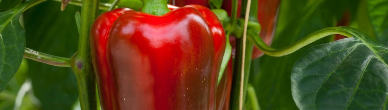 Методи боротьби з шкідниками перцю в теплиці